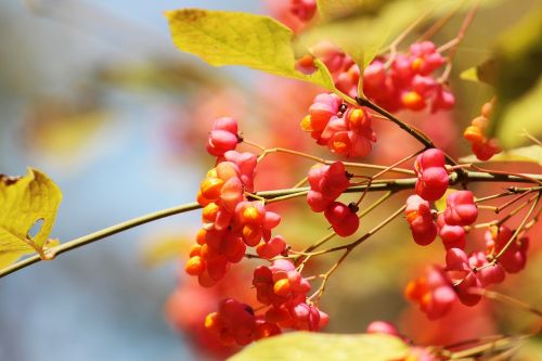 spindle autumn light