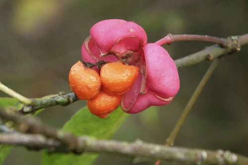 spindle blossom bloom
