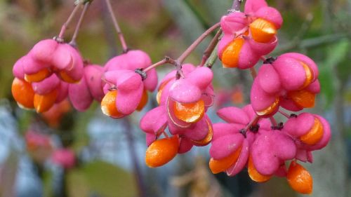 spindle berries pink