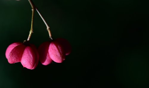 spindle  berry  autumn