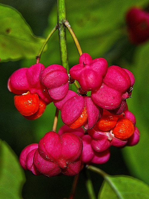 spindle  fortunei  poisonous plant
