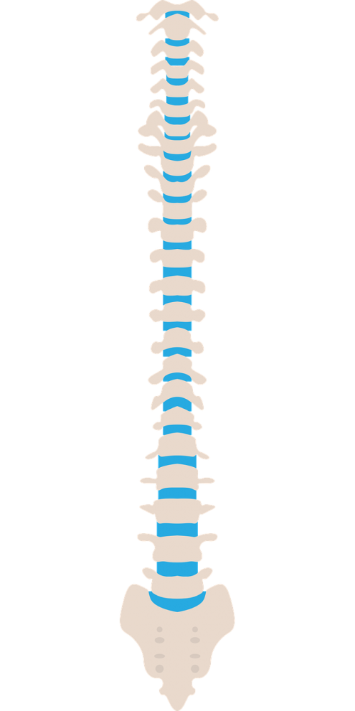 spine medical health