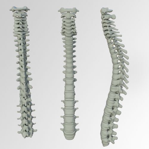 spine bone back pain