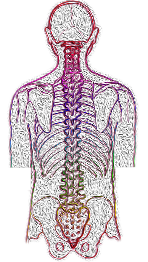 spine  backache  spinal