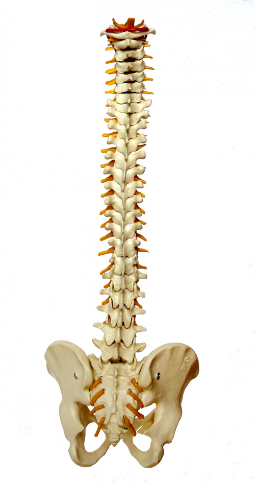 spine backbone vertebrae