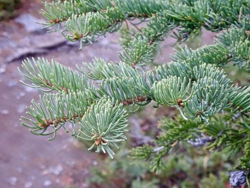 spines pine branch