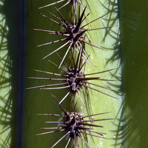 spines of a saguaro  cactus  arizona