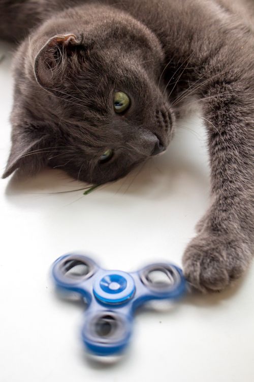 spinner cat toy