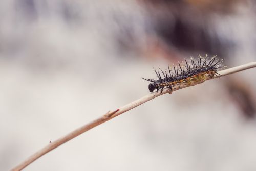 spiny caterpillar insect