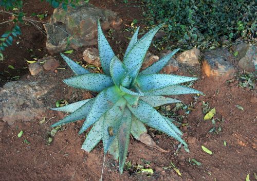 Spiny Succulent