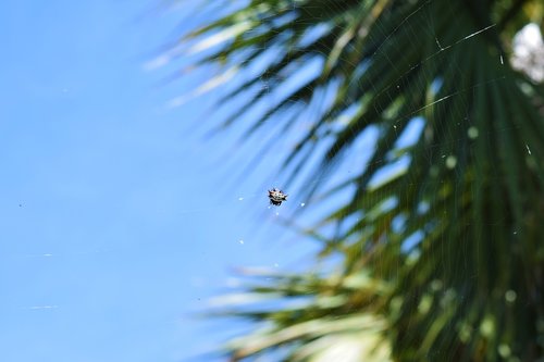 spinybacked orbweaver  spider  florida