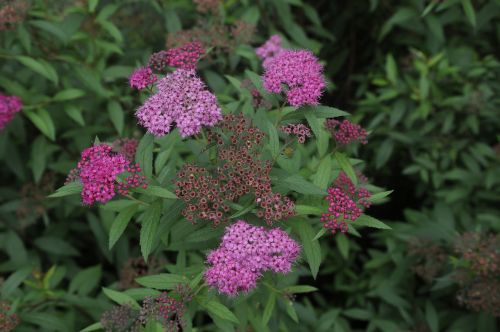 spiraea natural plant