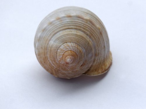spiral  exoskeleton  shell
