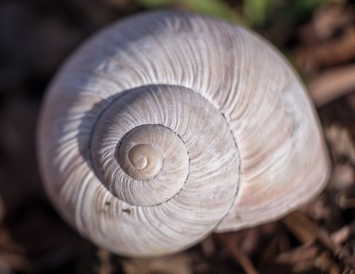 spiral  snail  shellfish