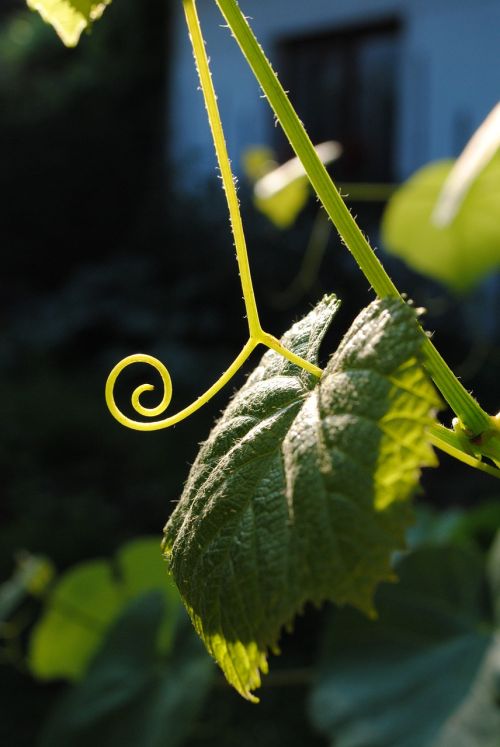 spiral plant green