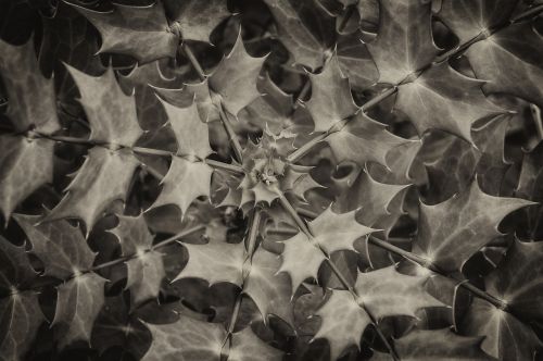 spiral leaves shrub spiky leaves