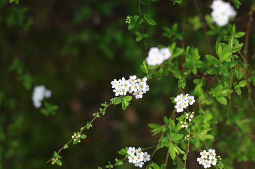 spirea arburste shrubs