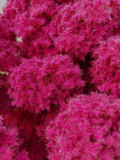 spirea  astilbe  pink fluffy flower