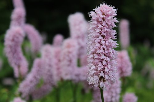 spirea  spierstrauch  steinobstgewaechs