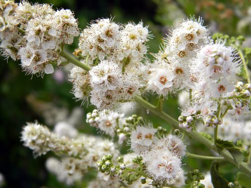 spirea closeup flowers