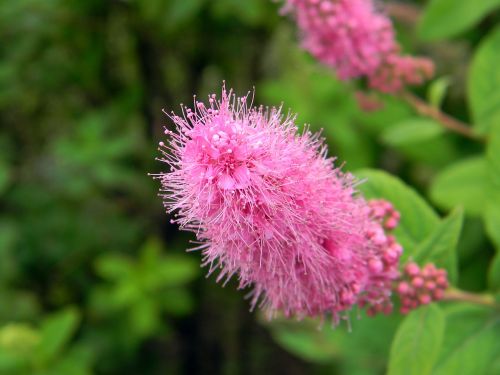 spirea bush pink flowers