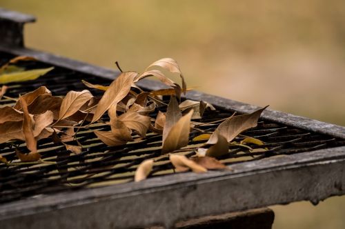 spit leaves winter