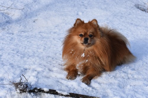 spitz  dog  winter