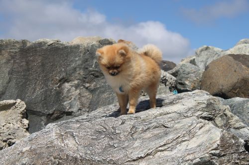 animals spitz miniature pomeranian