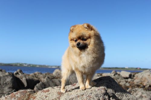 spitz miniature pure-breed dog pet