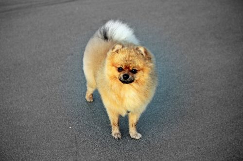 spitz miniature pure-breed dog a friend of man