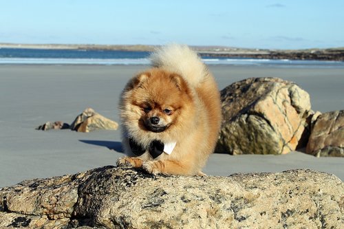 spitz miniature  pure-breed dog  doggy