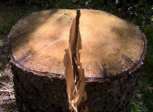 split wood tree