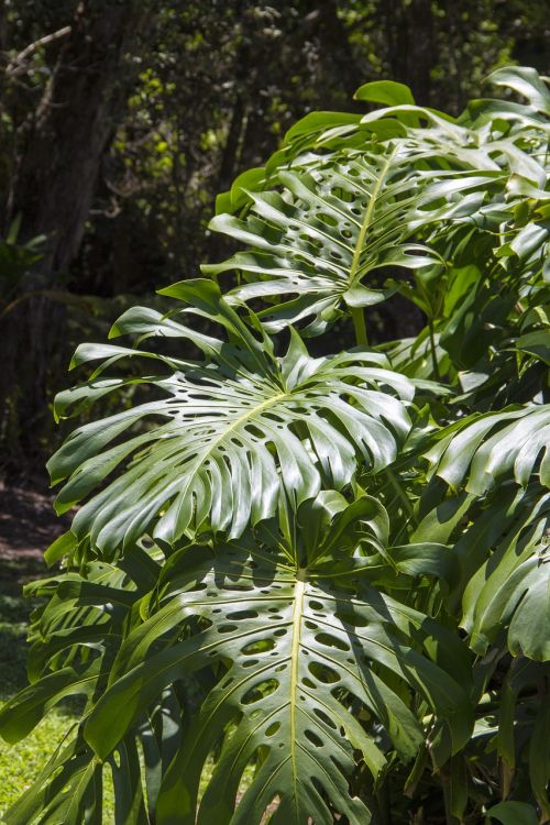 split leaf philodendron