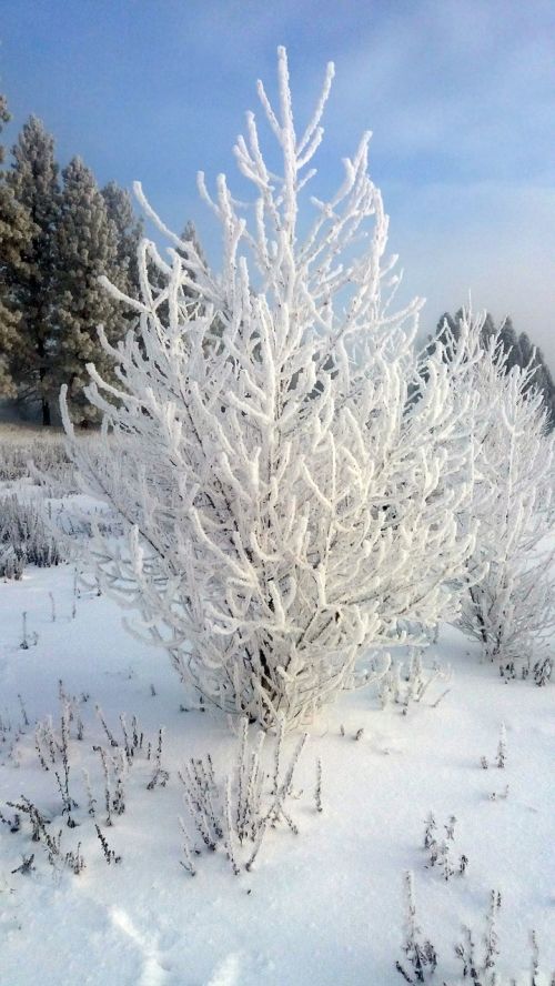 spokane river winter tree