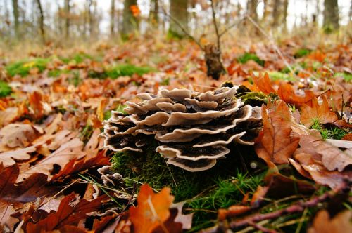 sponge tree stump autumn