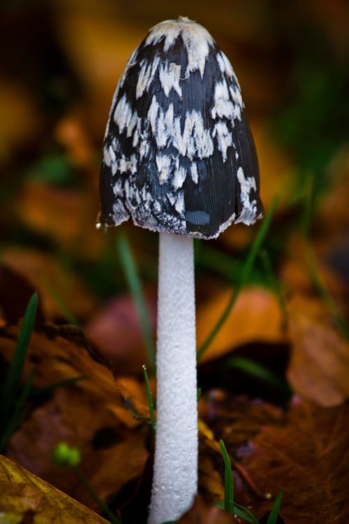 sponge forest floor autumn