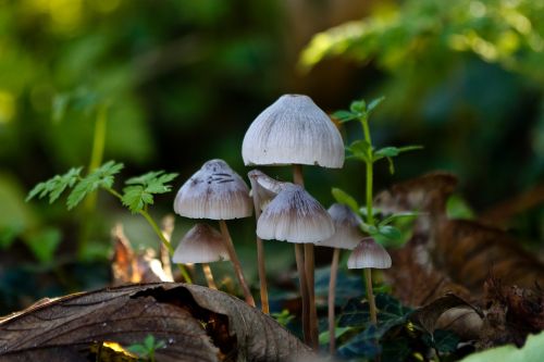 sponge forest floor autumn