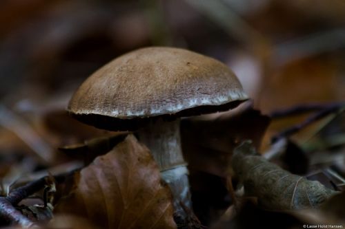 sponge forest floor autumn