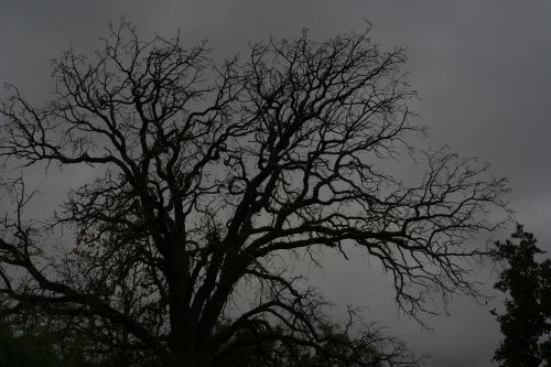 spooky old tree tree dark
