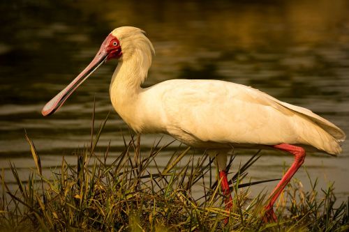 spoonbill bird water