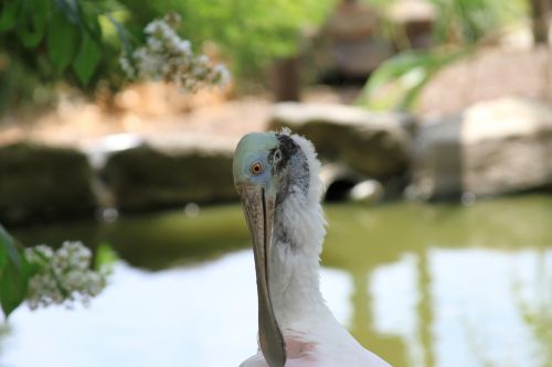 spoonbill bird shore bird