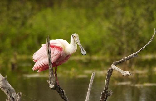 spoonbill bird roseate