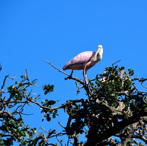 Spoonbill In The Wild