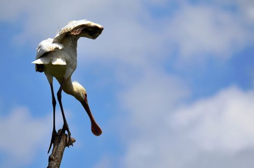 spoonbills bill bird