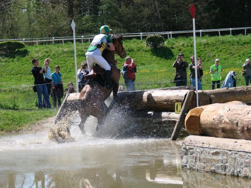 sport horseback riding horse