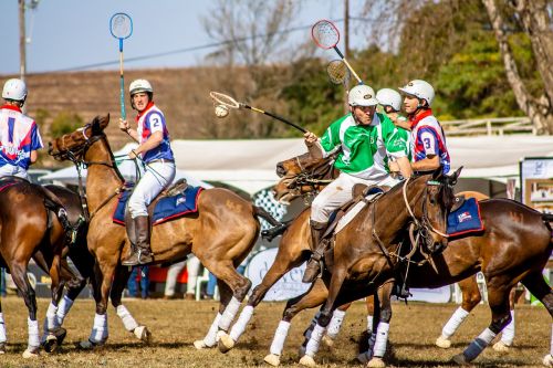 sport polo cross horse