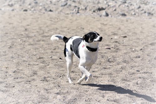 sporty  baltic sea beach  dog
