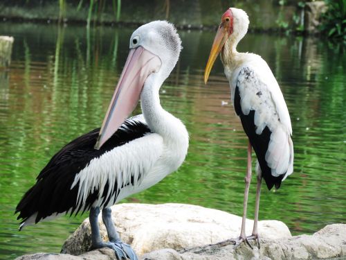 spotbilled pelican heron birds double