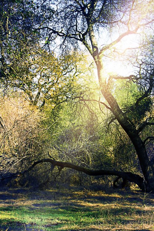 Spotlight In The Woods