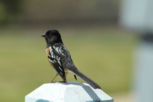spotted towhee colorado